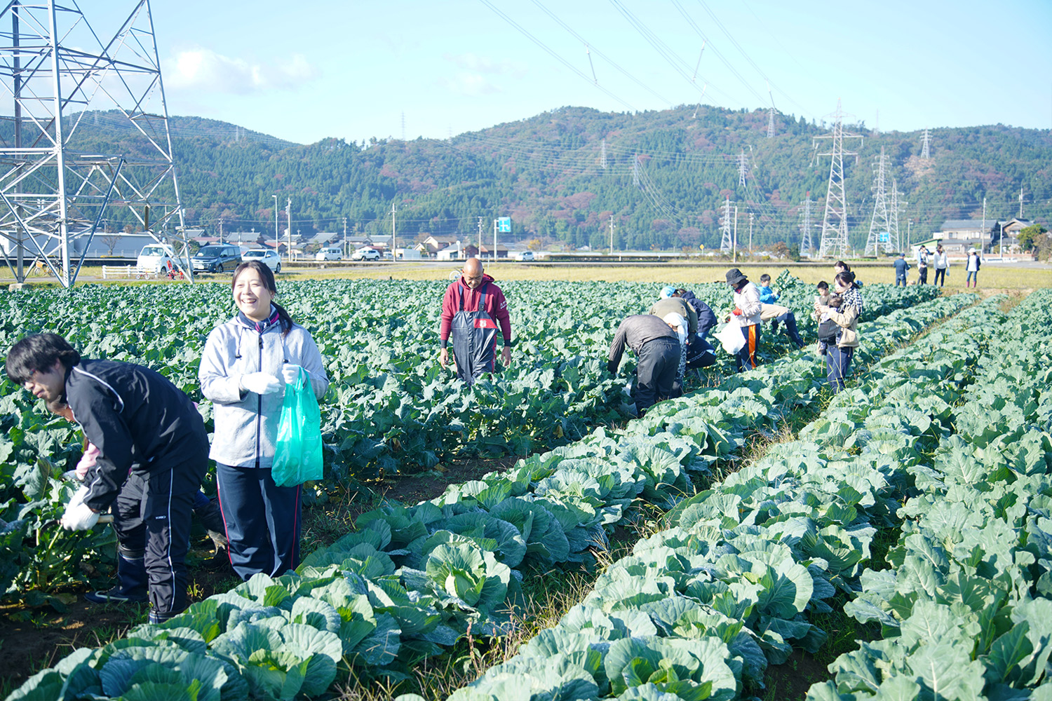 ブロッコリー収穫体験