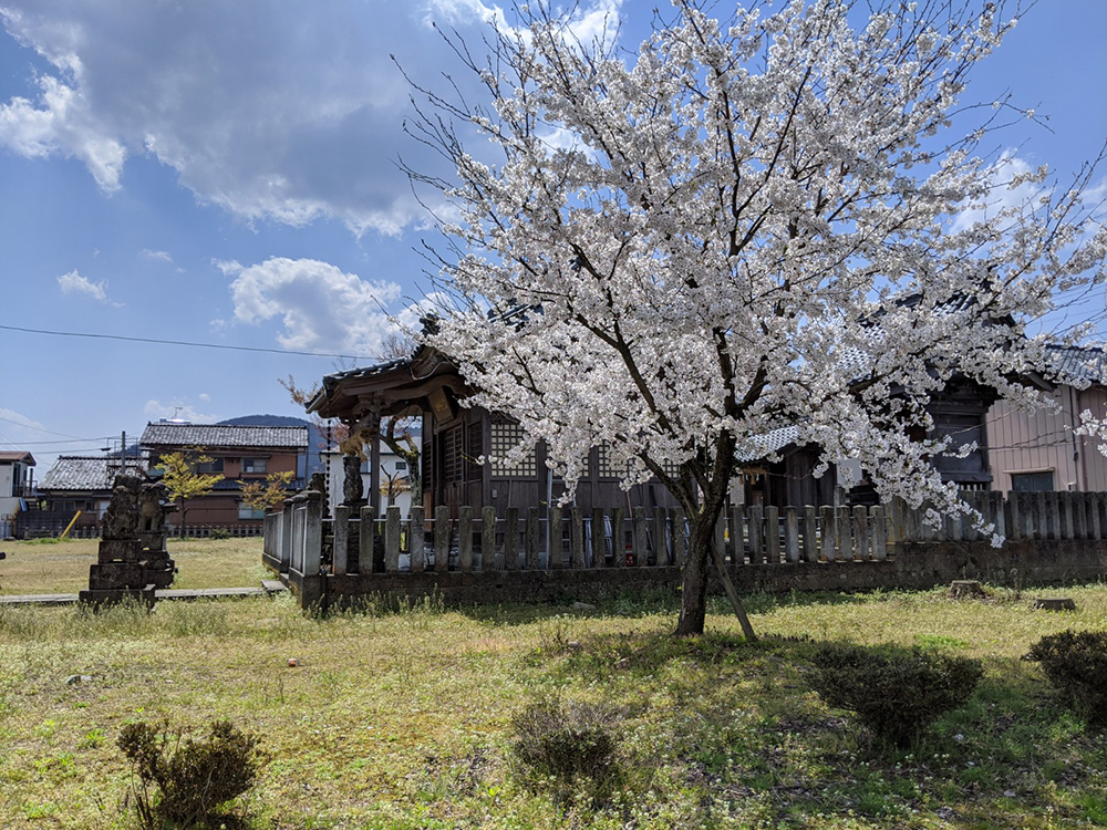 神社の桜